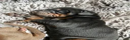 Dobermann dogs for sale: Exceptional Pedigree Doberman pups for sale  - Advert 20