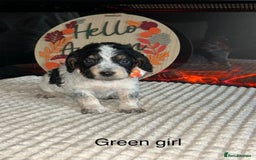 Cocker Spaniel dogs for sale: Cocker spaniel merle puppies - Image 11