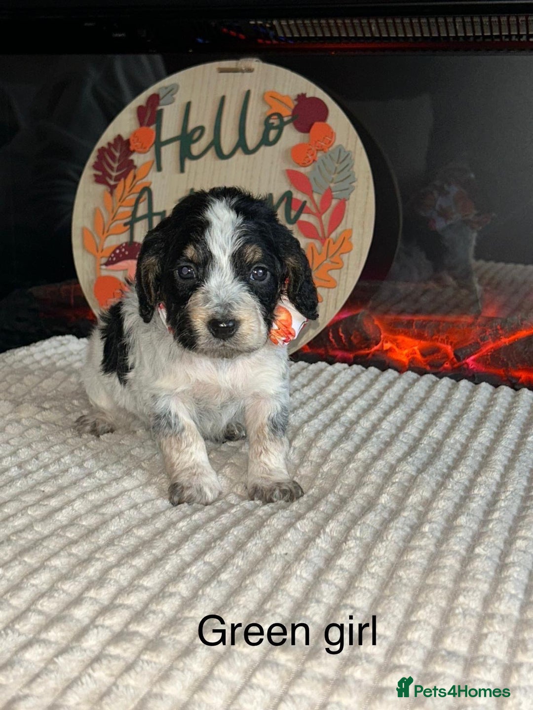 Cocker Spaniel dogs for sale: Cocker spaniel merle puppies - Image 11