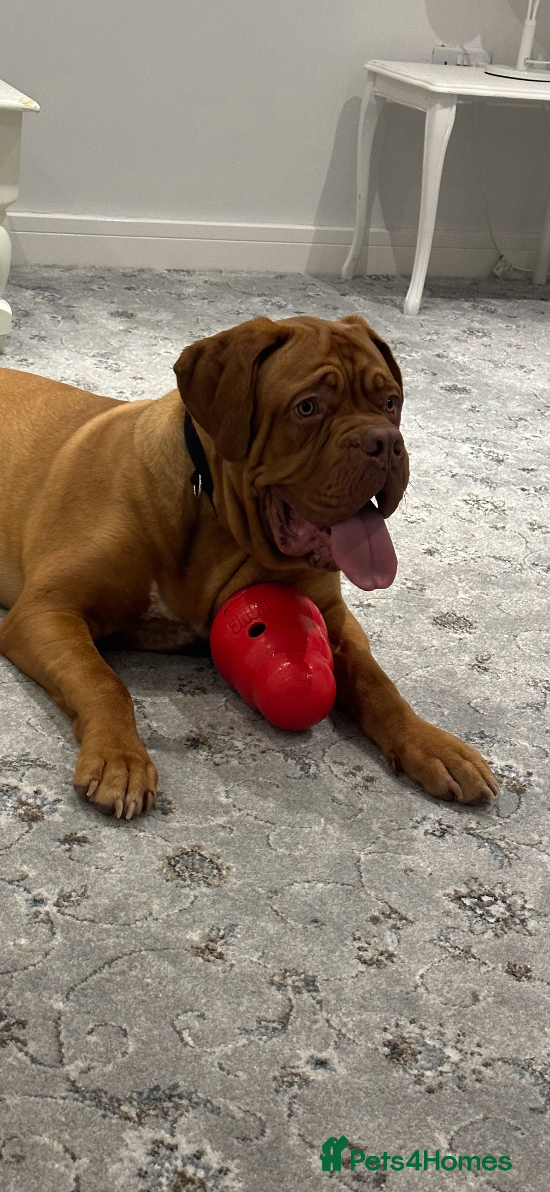 Dogue De Bordeaux dogs for sale: Niko 2 year old Dogue De Bordeaux - Image 1
