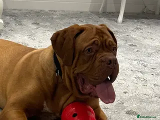 Dogue De Bordeaux dogs Niko 2 year old Dogue De Bordeaux - Advert 16