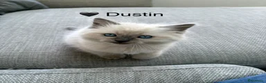 🖤 Dustin - (reserved)