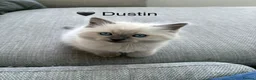 Ragdoll cats for sale: GCCF Registered - 1 Blue Tabby Remaining  - Advert 31