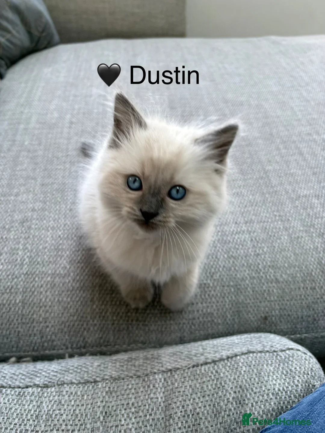 Ragdoll cats for sale: GCCF Registered - 1 Blue Tabby boy remaining - Advert 24