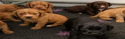 Cocker Spaniel dogs for sale: Cocker pups, 2 males left both red dogs  - Advert 4