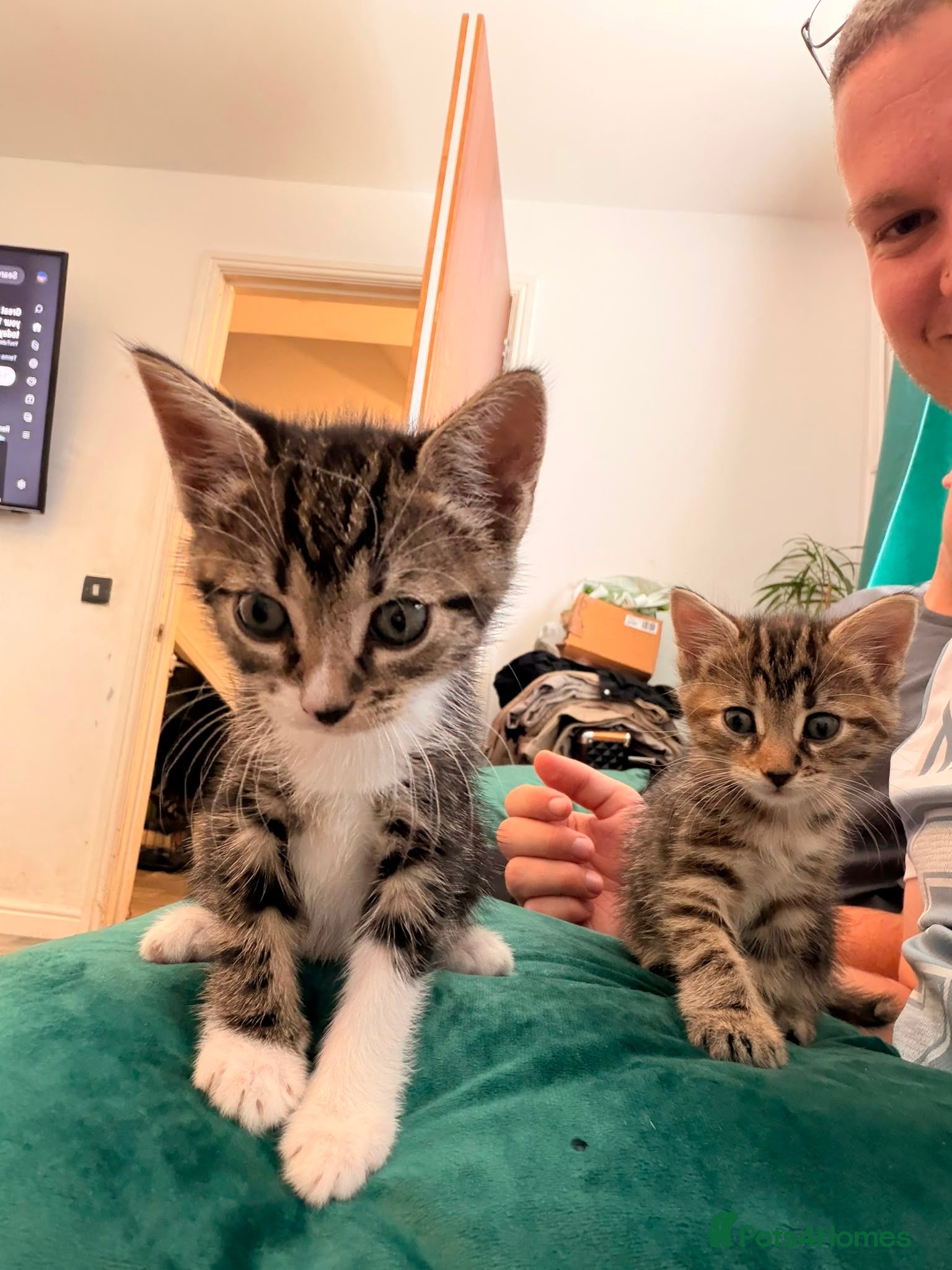 Mixed Breed cats Beautiful kittens - Advert 16