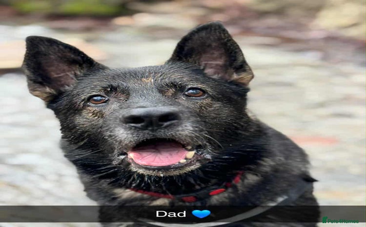 Mixed Breed dogs - Advert 1