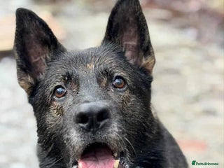 Mixed Breed dogs - Advert 8