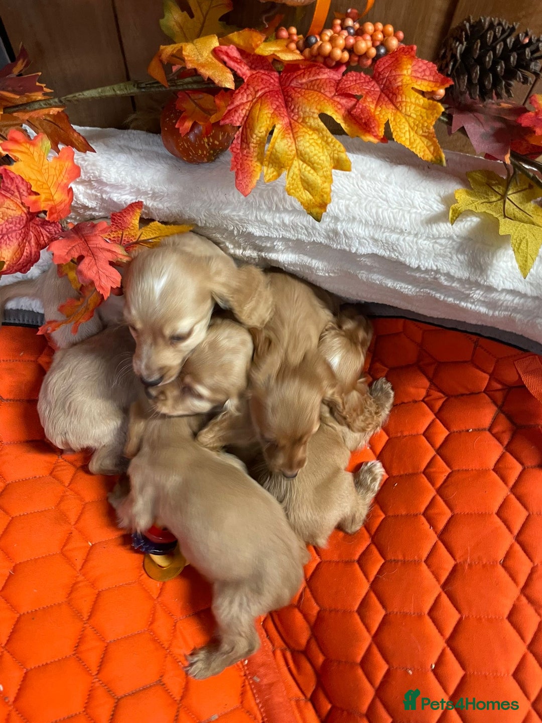 Cocker Spaniel dogs for sale: Stunning red cocker spaniel pups - Image 7