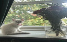 Ragdoll cats for sale: ⭐️BLUEPOINT RAGDOLL KITTEN ⭐️ - Image 6