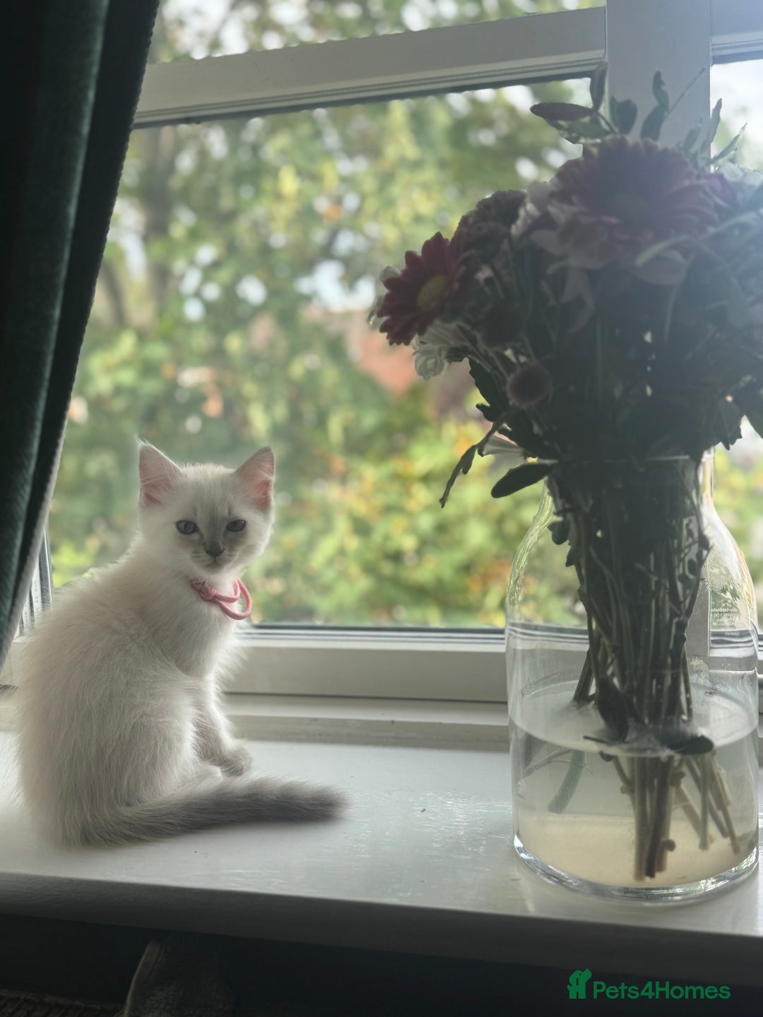 Ragdoll cats for sale: ⭐️BLUEPOINT RAGDOLL KITTEN ⭐️ - Image 6