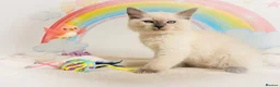 Ragdoll cats for sale: GCCF Registered Ragdoll Kittens - Advert 18