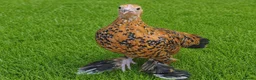 Chickens poultry for sale: POL HENS, CHICKS, QUAIL and DUCKS AVAILABLE  - Advert 12