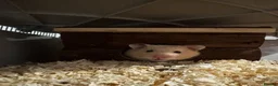 Hamster rodents for sale: Syrian Hamster with cage and accesories - Advert 3