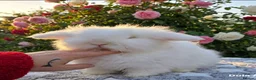 Angora rabbits for sale:  Super fluffy baby teddywidders   - Advert 12