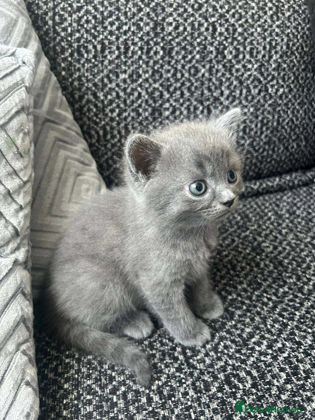 British Shorthair cats for sale: British short hair mixed kitten - Advert 1