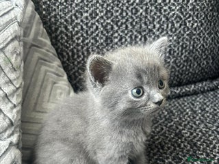 British Shorthair cats British short hair mixed kitten - Advert 1