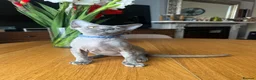 Devon Rex cats for sale: Our beautiful Devon Rex kittens are ready to move  - Advert 5
