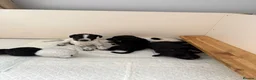 Mixed Breed dogs for sale: 🐾🐶10 stunning Cocker collies🐶🐾 in Morpeth - Advert 35