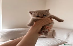 British Shorthair cats for sale: Charming GCCF British Shorthair Kittens 🐈‍⬛  - Image 30