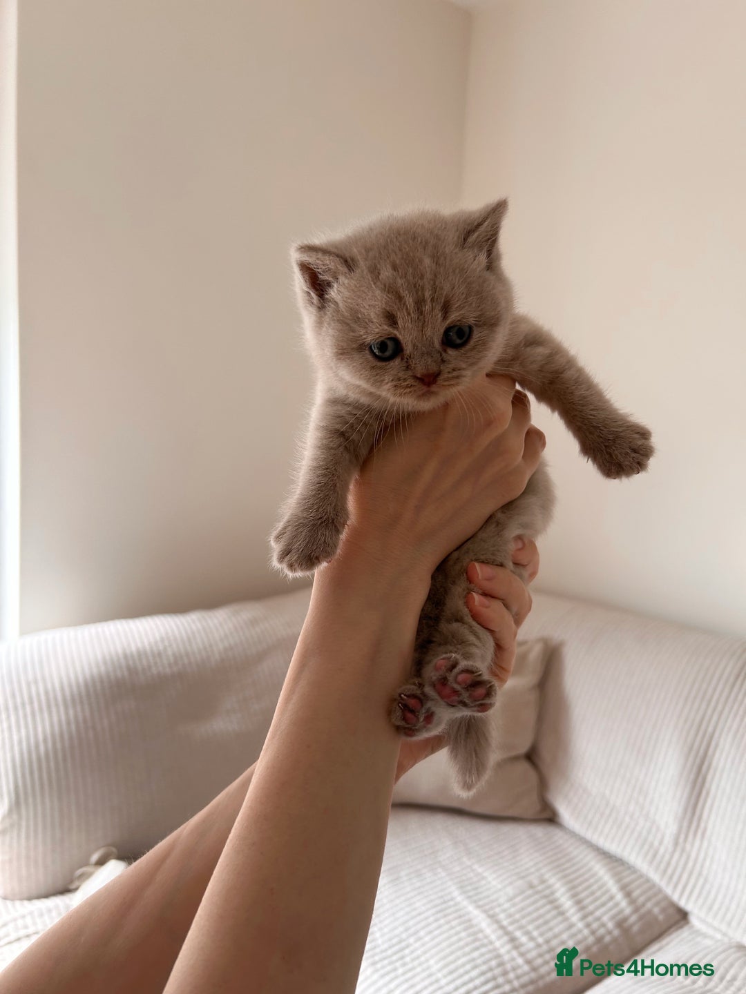 British Shorthair cats for sale: Charming GCCF British Shorthair Kittens 🐈‍⬛  - Image 30