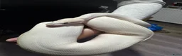Python Snake reptiles for sale: Black Eyed Lucy Ball Python  - Advert 7