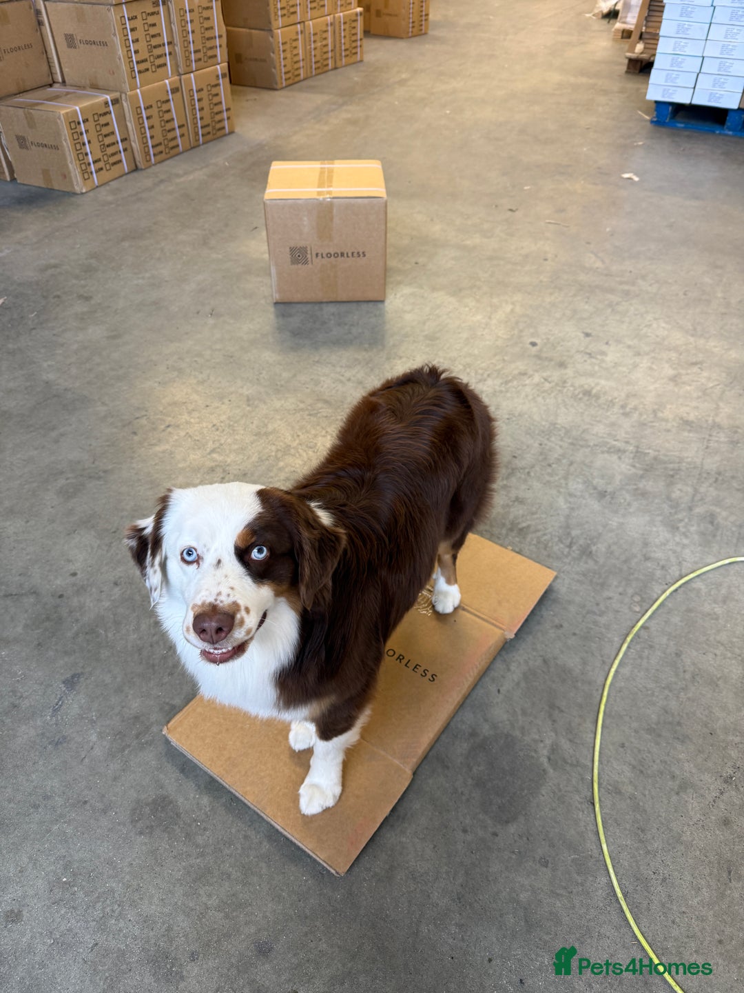 Miniature American Shepherd dogs for stud: Mini American Shepherd for Stud - Advert 2