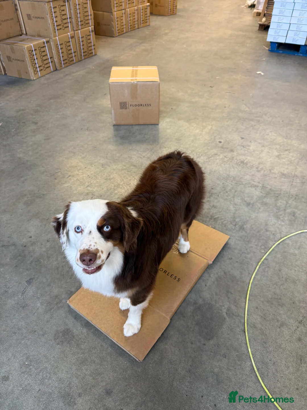 Miniature American Shepherd dogs for stud: Mini American Shepherd for Stud - Advert 2