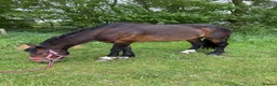 Irish Cob horses for sale: 15.2hh bomb proof hack  - Advert 9