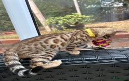 Bengal cats for sale: Gorgeous Pure Bengal Kittens Ready To Go! ❤️ - Image 29