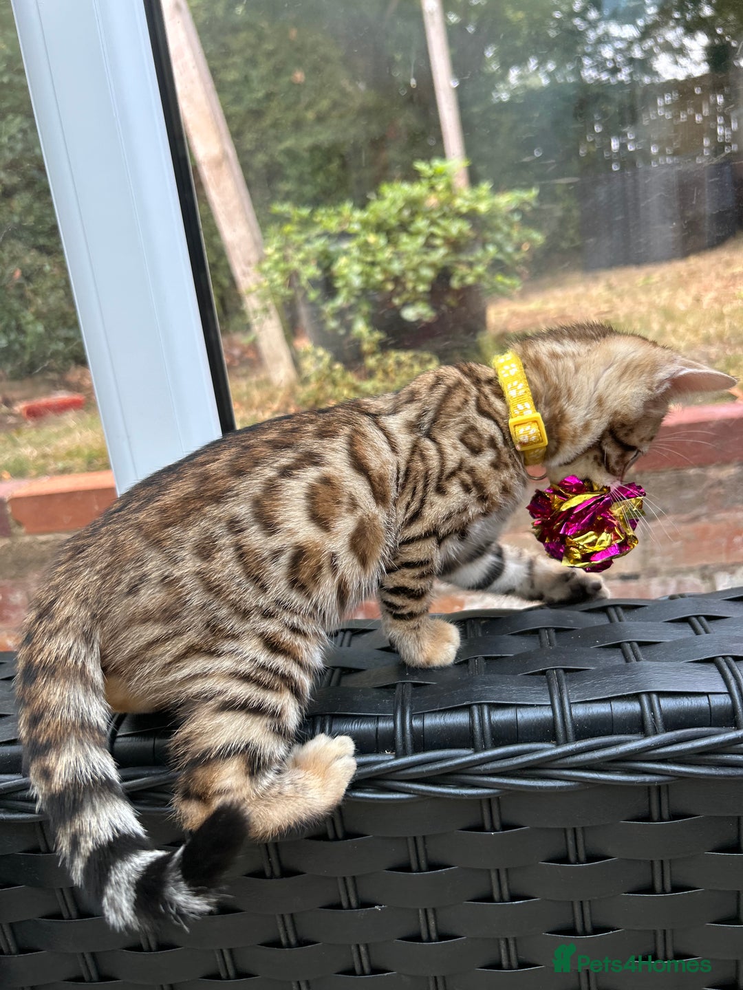 Bengal cats for sale: Gorgeous Pure Bengal Kittens Ready To Go! ❤️ - Image 29