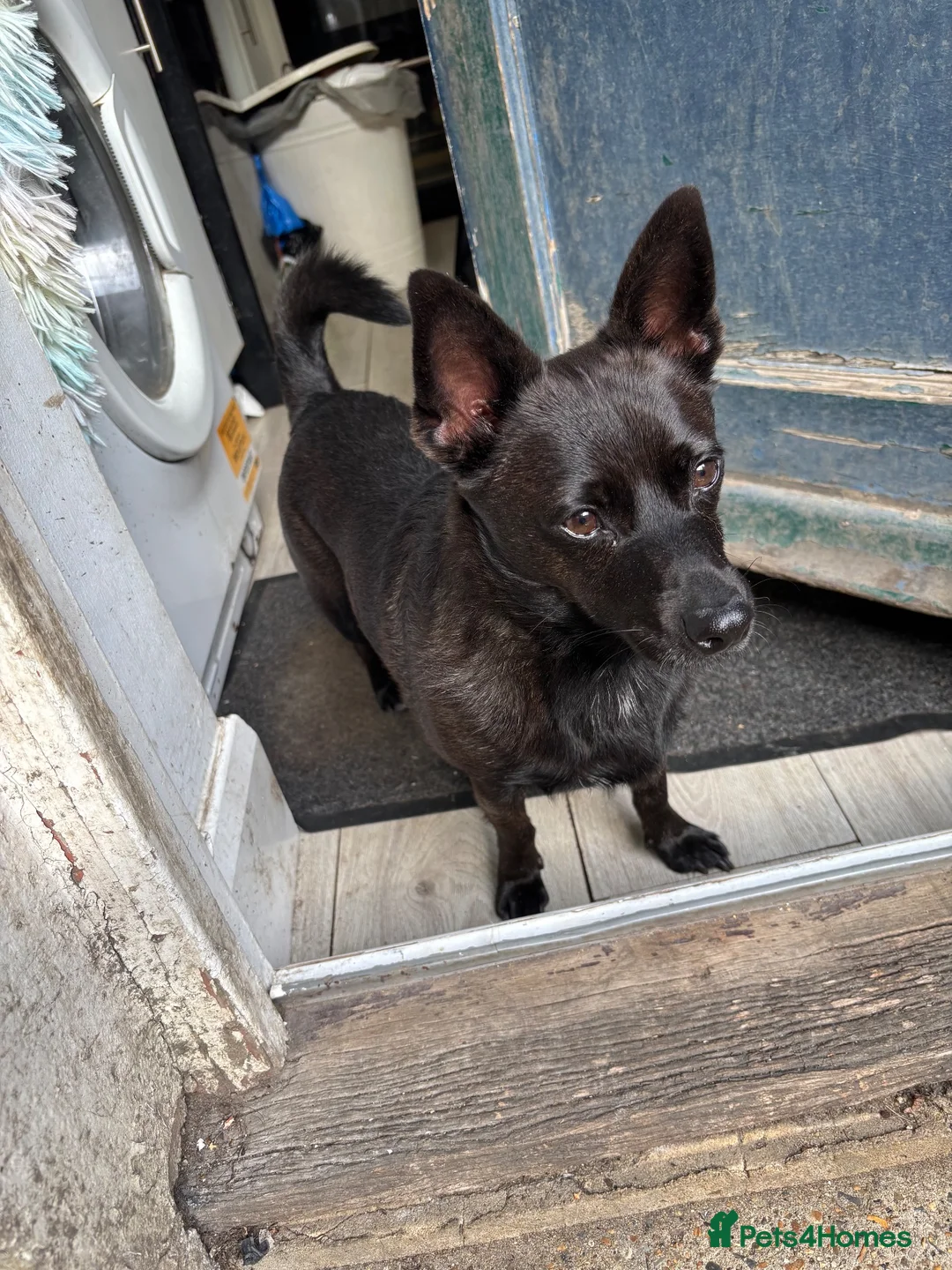 Jack Russell dogs for sale: Skyler 4½-Year-Old Female Seeking Experienced Home - Advert 6
