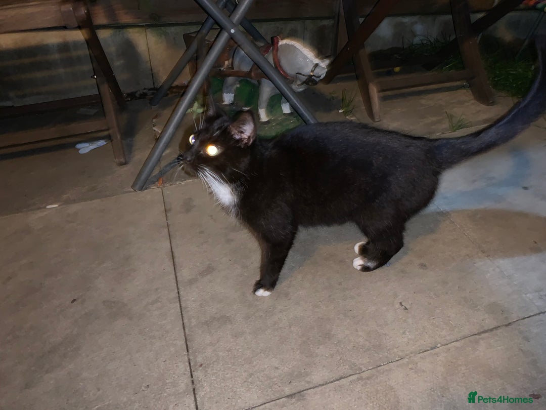 Mixed Breed cats for sale: Black & White Kittens - Image 5