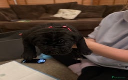 Cane Corso dogs for sale: Large Cane Corso pups - Advert 8