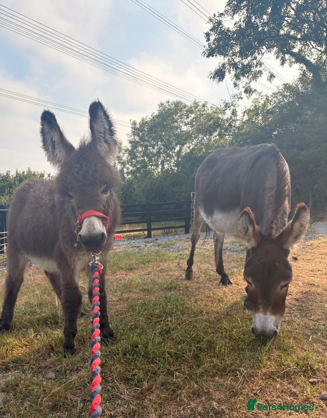 Donkey livestock for sale: Miniature Mediterranean Colt  - Advert 2