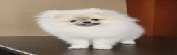 Pomeranian dogs for sale: Beautiful girl in London - Advert 2