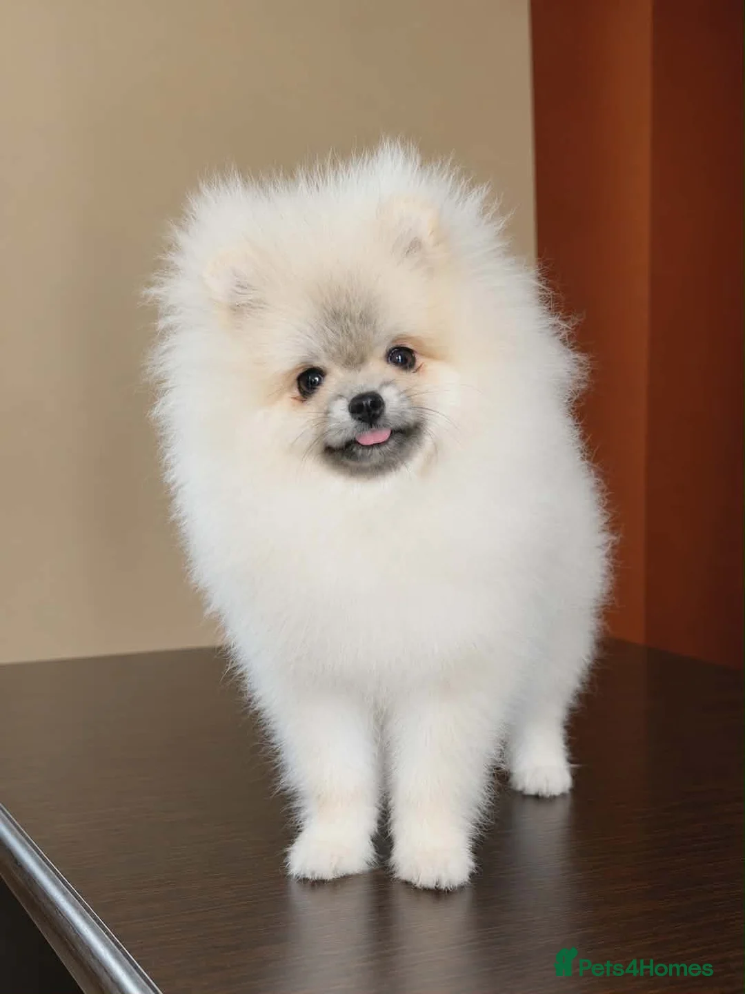 Pomeranian dogs for sale: Beautiful girl in London - Advert 2