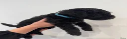 Patterdale Terrier dogs for sale: 3 Rough Coat Patterdale Terrier Puppies - Advert 6