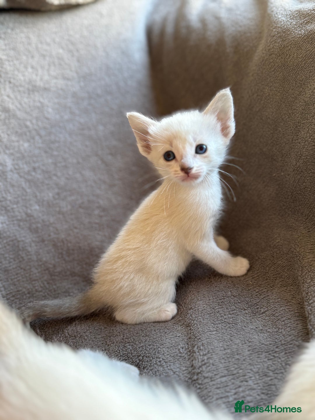 Ragdoll cats for sale: Ragdoll X Siamese - Image 1