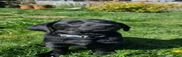 Labrador Retriever dogs for sale: Trained Labrador Puppies – Calm, KC Reg UK - Advert 8