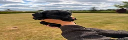 Cockapoo dogs for sale: Stunning F1 Cockapoo pups for sale  - Advert 7