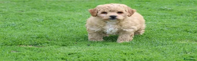 Poochon 1