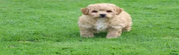 Poochon dogs for sale: Beautiful Poochon puppies for sale  - Advert 20