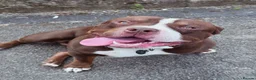 Mixed Breed dogs for sale: Selling my boy - Advert 4