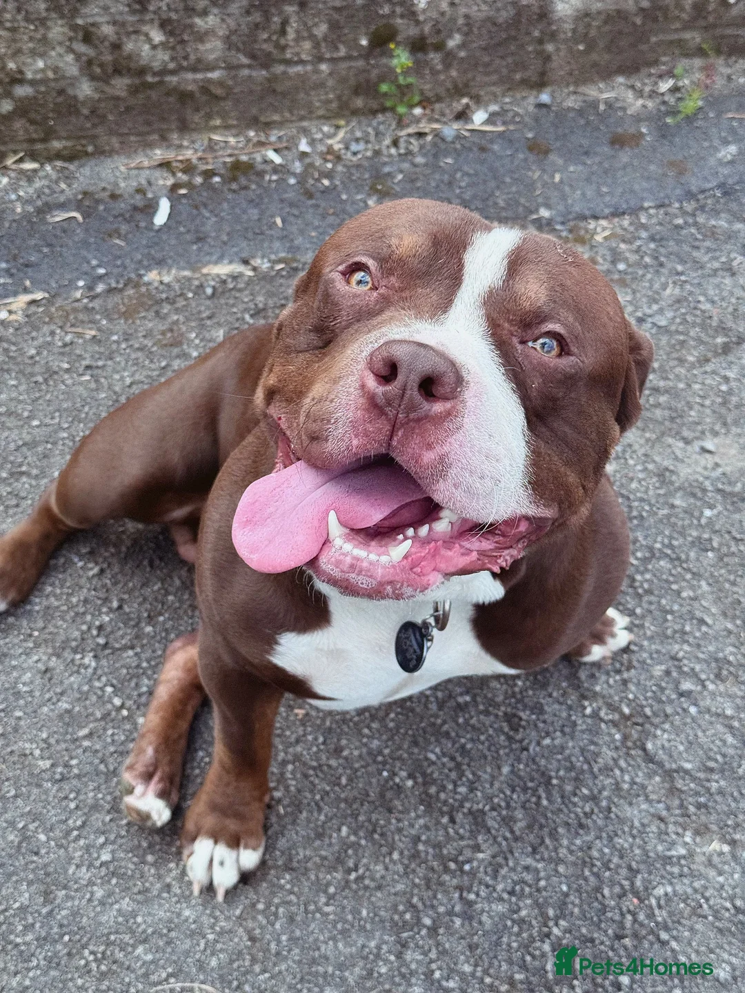 Mixed Breed dogs for sale: Selling my boy - Advert 4