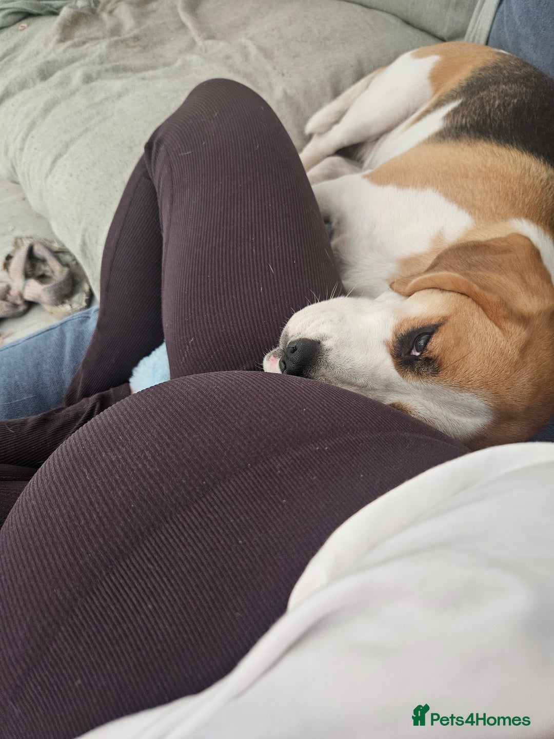 Beagle dogs for sale: Beautiful beagle girl - Advert 6