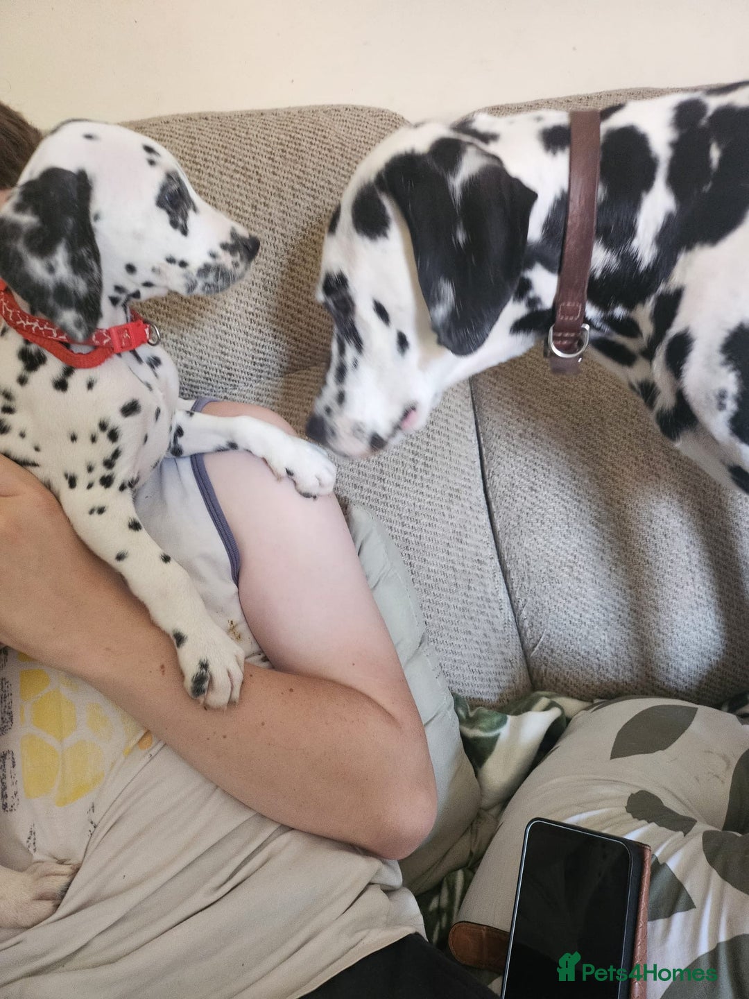 Dalmatian dogs for sale: Dalmatian puppy for sale 5 months  - Image 9