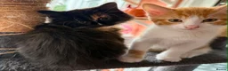 British Longhair cats for sale: Kittens  - Advert 3