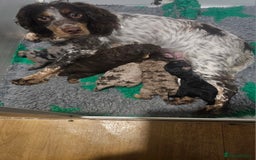 Cockapoo dogs for sale: The best cockapoos  - Image 13