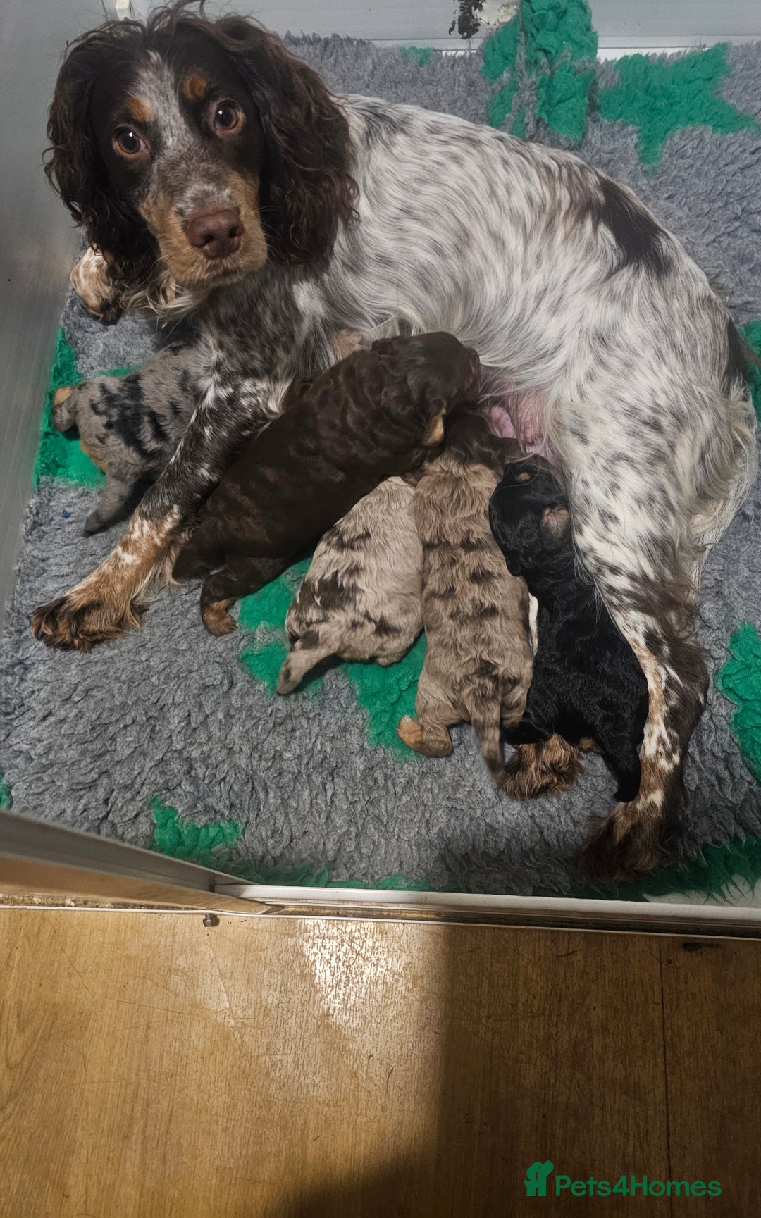 Cockapoo dogs for sale: The best cockapoos  - Image 13